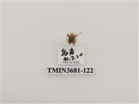藏品(金盾圓龜金花蟲)的圖片